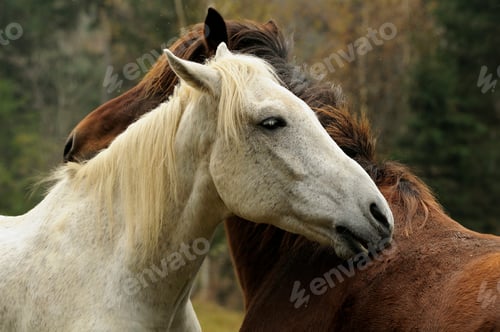 Preview: white and brown horses standing together