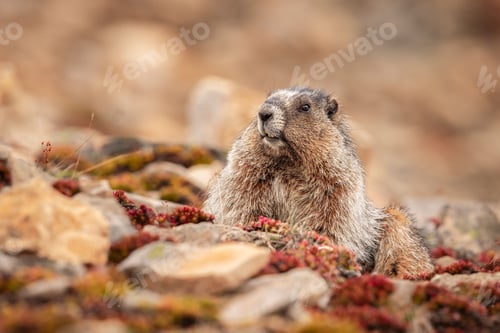 Preview: Close-up of a marmot in its natural habitat