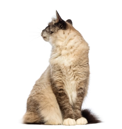 Preview: Birman sitting and looking back against white background