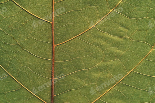 Preview: Background And Abstract Natural Texture Of A Part Of Leaves Of A Plant Closeup
