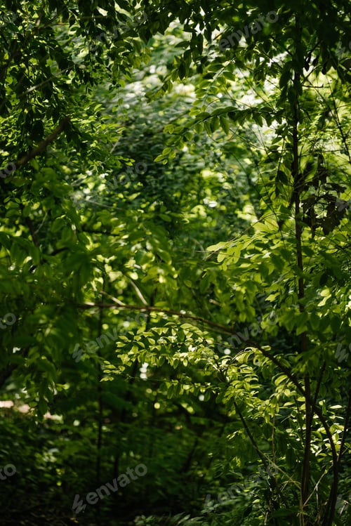 Preview: various trees branches in forest with sun rays going through