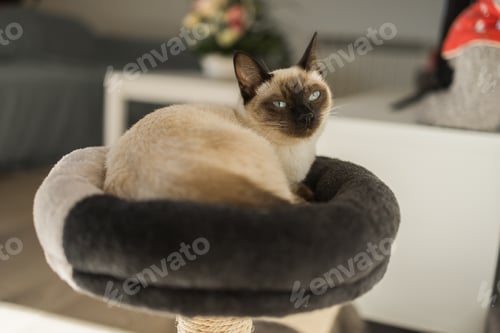 Preview: Small siamese cat sleeping on her cat's bed with soft cozy environment. Pet concept