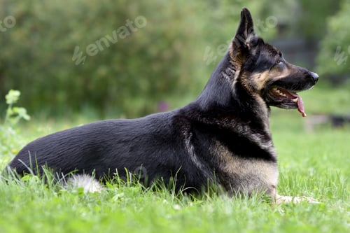 Preview: East European shepherd lies on the grass. The concept of Pets.