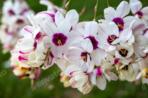 Preview: Sparaxis, white ixia, harlequin flower, wandflower, corn lilies