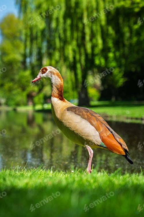 Preview: Elegant Egyptian Goose A Serene Lakeside Portrait in Natural Light, Perfect for Travel Imagery