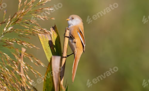Preview: Panurus biarmicus. A female bird sits at dawn on a reed. She, unlike the male, has no mustache.