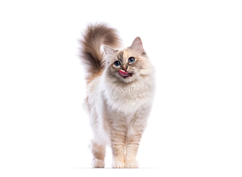 Preview: Cute birman cat licking nose on white background