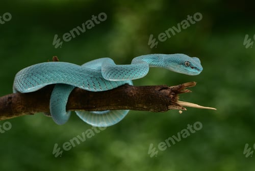 Preview: Snake, Trimeresurus insularis, Indonesian pit viper,
