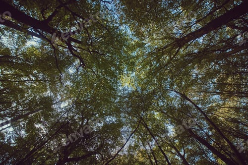 Preview: Beautiful upshot of tall thick trees in a forest with blue sky in the background