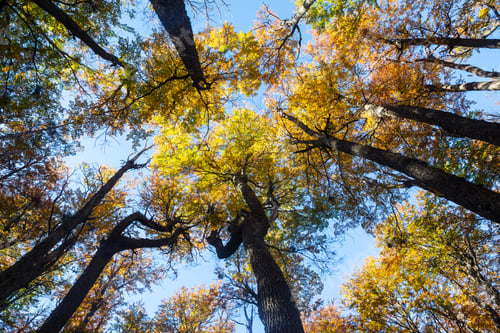 Preview: Autumn forest