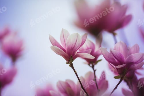 Preview: Bloomy magnolia tree with big pink flowers