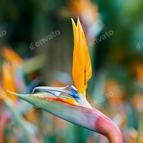 Preview: Nature - Cape Town area