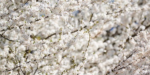 Preview: White plum blossom, beautiful white flowers of prunus tree in city garden, detailed plum branch