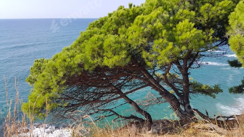 Preview: Beautiful seascape with green pines in the foreground