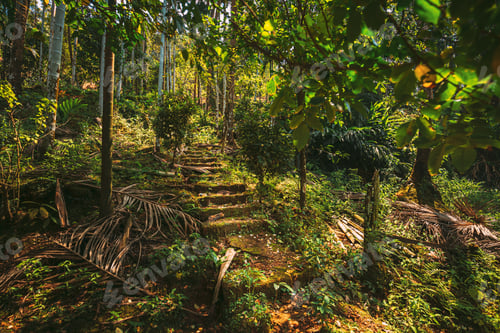 Preview: Goa, India. View Of Road Lane Path Way Old Steps In Jungle Surrounded By Tropical Green Vegetation
