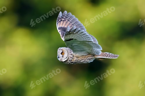 Preview: Long-eared owl (Asio otus)