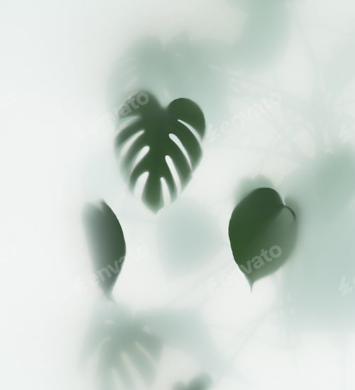 Preview: monstera palm in fog