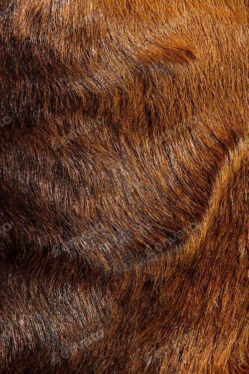 Preview: Detail of a horse fur