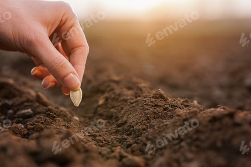 Preview: Hand placing vegetable seed into soil furrow during outdoor planting season