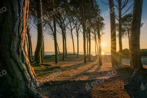 Preview: Pine trees, beach and sea at sunset in Marina di Cecina, Tuscany, Italy