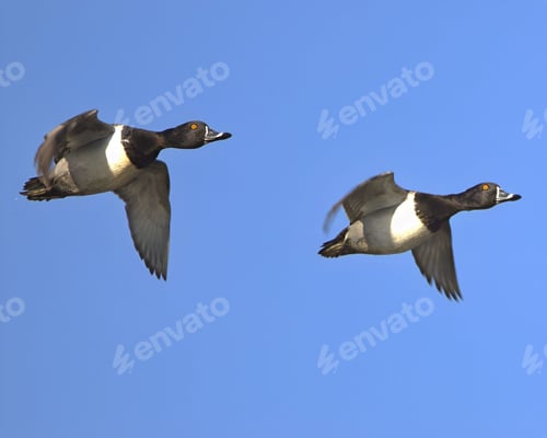 Preview: Ring-necked Ducks in flight against a clear blue sky