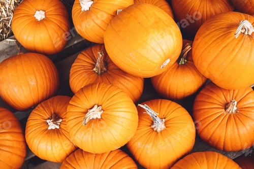 Preview: Autumn harvest of pumpkins.