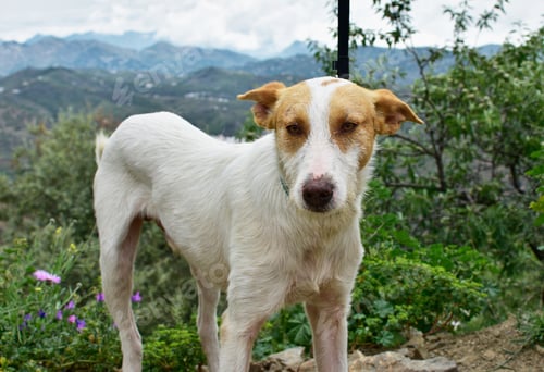 Preview: Tired and starved white dog with brown patches outside with trees and hills around