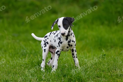 Preview: Dalmatian dog outdoors in summer