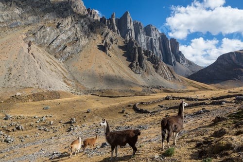 Preview: Llama