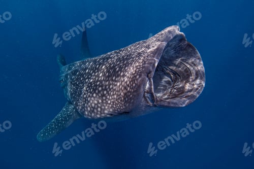 Preview: Mexico, Isla Mujeres, Whale sharkÊ swimming in sea