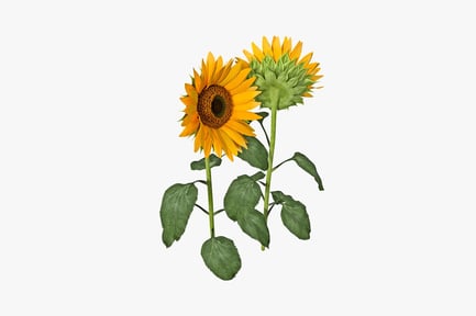 Preview: Two sunflowers with leaves