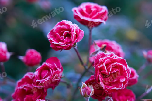 Preview: Closeup of red Damask roses covered in frost in a garden with a blurry background