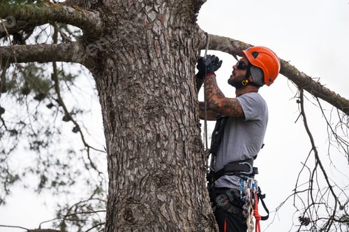 Preview: Rope access technician pruning trees using specialized equipment and safety gear