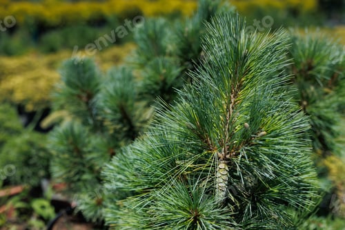 Preview: Pine seedlings in a flower nursery.