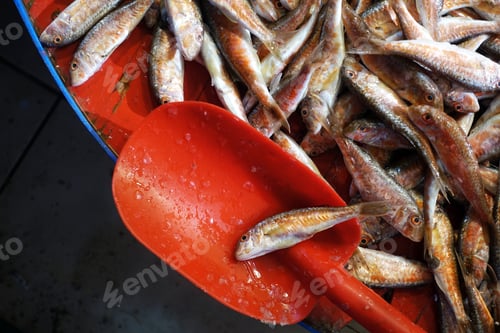 Preview: Fish Food in a Fish Market Stand