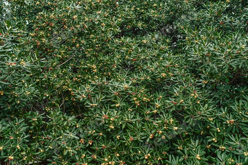 Preview: Dense green foliage of Australian laurel shrub in the park
