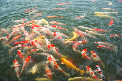 Preview: Japanese Koi fish in pond