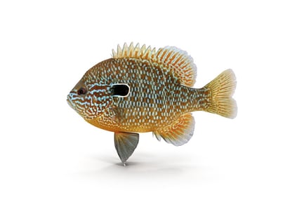 Preview: Lepomis Megalotis: Detailed Longear Sunfish