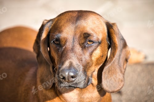 Preview: Bavarian Mountain Hound outside under the sunlight