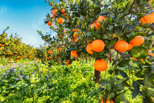 Preview: Ripe oranges on tree in orange garden.