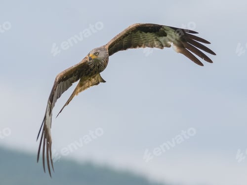 Preview: Red Kite flying with wings extended in the air