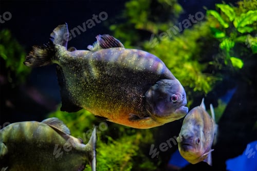 Preview: Red-bellied piranha red piranha