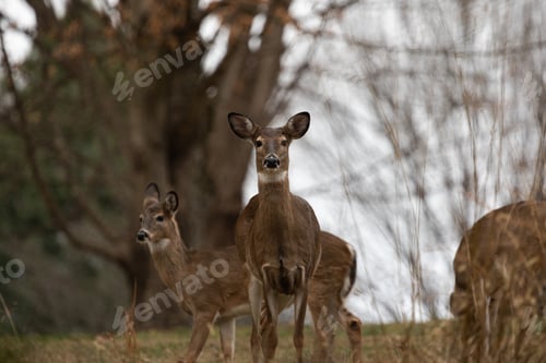 Preview: A few deer in Richmond, Virginia