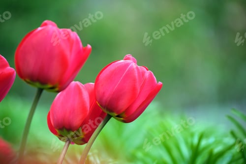 Preview: Bright red tulip flowers blooming on outdoor flowerbed on sunny spring day