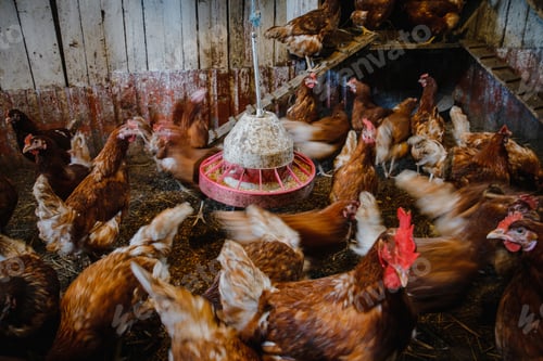Preview: Group of hens and roosters looking for food in a chicken coop