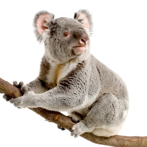 Vorschau: Koala