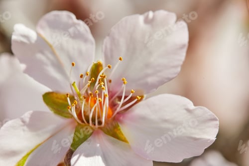 Preview: Blooming almond tree flowers close up, high resolution