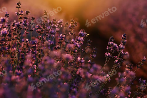 Preview: close up of bushes lavender blooming scented fields on sunset. lavender purple aromatic flowers