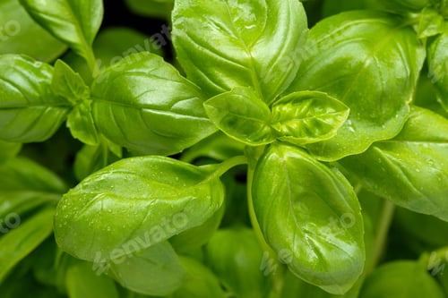 Preview: Fresh basil herb close up