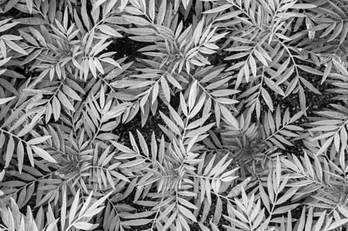 Preview: The Textured Large Gray Grass With Branches For An Abstract Natural Background